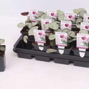 Cyclamen coum Cyclamen coum silverleaf mix 9 cm
(12 Plants/Order)(9cmP 10cmH)