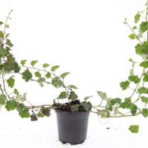 Rubus tricolor Betty Ashburner'
(8 Plants/Order)(14cmP 20cmH)