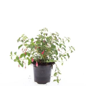 Fuchsia Mrs Popple  
(8 Plants/Order)(14cmP 25cmH)