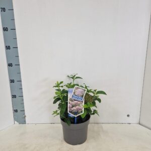 Viburnum tinus Lisarose ('Loren'PBR)
(1 Plants/Order)(17cmP 40cmH)