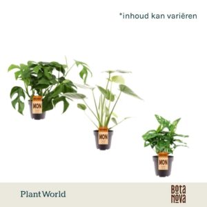 Monstera deliciosa mix
(10 Plants/Order)(12cmP 50cmH)