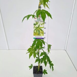 Rubus Thornless Rubus ch. var. suavissimus Sugarleaf® Innocent 60CMC2
(10 Plants/Order)(19cmP 70cmH)