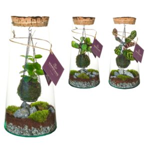 Indoor plants Wardians Terrarium - Kokedarium Triton mix
(3 Plants/Order)(17cmP 30cmH)