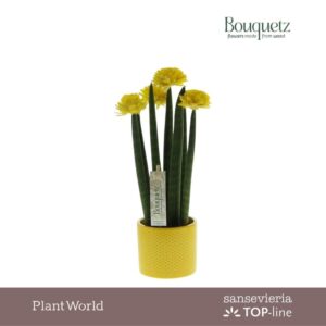Sansevieria Cylindrica TOP-line Bouquetz Yellow in Dots Ceramics
(6 Plants/Order)(8.5cmP 35cmH)