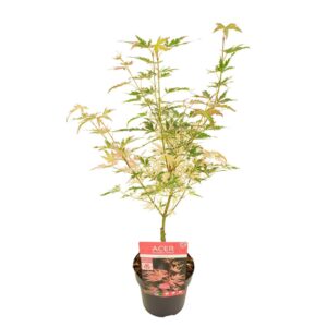 Acer palmatum Taylor
(6 Plants/Order)(15cmP 45cmH)