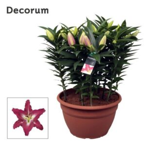 Lilium Entertainer OR XL 15pp
(1 Plants/Order)(35cmP 60cmH)