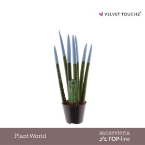 Sansevieria Cylindrica VELVET TOUCHZ® Pastel blue
(12 Plants/Order)(8.5cmP 30cmH)