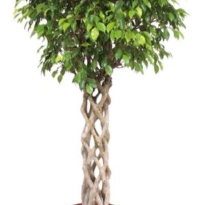 Ficus Exotica
(1 Plants/Order)(40cmP 180cmH)