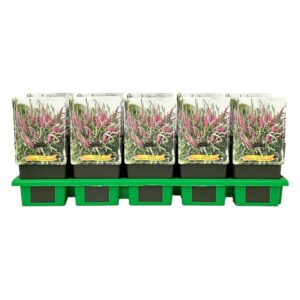 Veronica spicata Anniversary pink
(10 Plants/Order)(11cmP 25cmH)