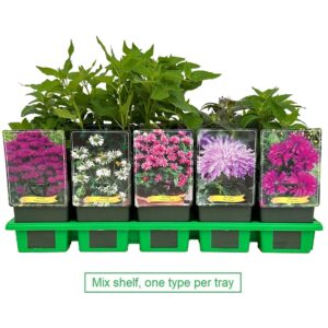 Monarda didyma mix laag P11
(10 Plants/Order)(11cmP 25cmH)