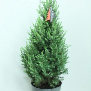 Picea glauca Conica P32 Potgekweekt
(1 Plants/Order)(32cmP 120cmH)