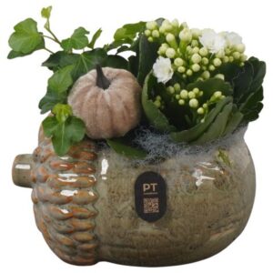 Arrangement kamer PTHI3269 Arrangement Autumn Indoor in Ceramics Pot in noot vorm
(5 Plants/Order)(15cmP 16cmH)