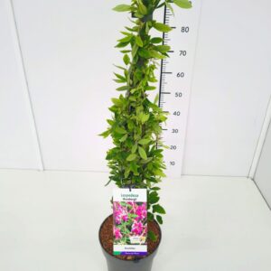 Lespedeza thunbergii Lespedeza thunbergii 60-80C5
(1 Plants/Order)(23cmP 90cmH)