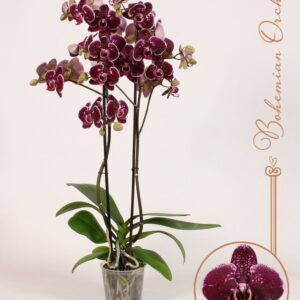 Phalaenopsis Eduction 2 spike
(10 Plants/Order)(12cmP 70cmH)