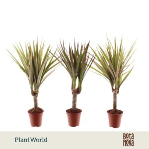 Dracaena marginata Tiny Tummy Magenta Bicolor mix
(20 Plants/Order)(5.5cmP 30cmH)