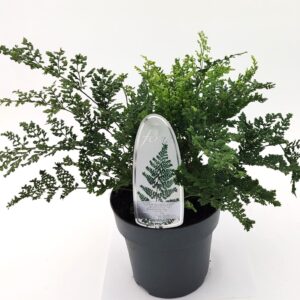 Varens mixed Dryopteris austriaca 'Lepid. cr. Cristata' ES15 1,7l
(6 Plants/Order)(15cmP 15cmH)