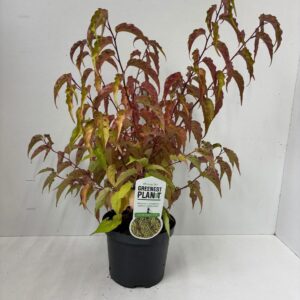 Stachyurus chinensis Celina'
(1 Plants/Order)(19cmP 65cmH)