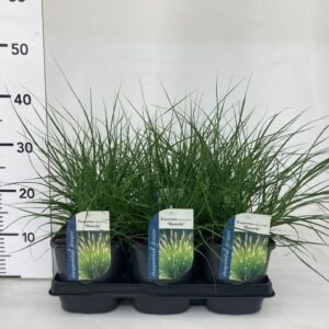 Pennisetum alopecuroides Hameln Pennisetum alopecuroides 'Hameln' P17
(6 Plants/Order)(17cmP 15cmH)