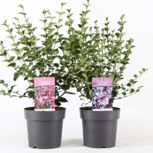Syringa mix P21/C4.6
(1 Plants/Order)(21cmP 60cmH)