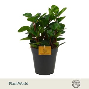 Peperomia Burning Bush 15cm
(6 Plants/Order)(15cmP 25cmH)
