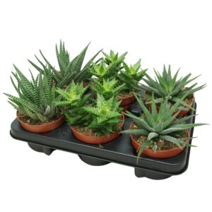 Aloe Haworthia/Gasteria mix 12 cm
(6 Plants/Order)(12cmP 20cmH)