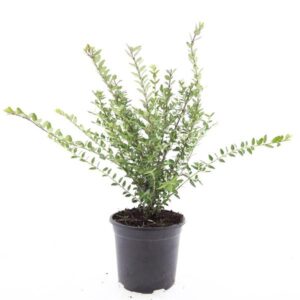 Lonicera Hohenheimer Findling nit.
(8 Plants/Order)(14cmP 10cmH)