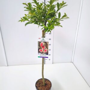 Salix gracilistyla Mt. Aso Salix grac. 'Mount Aso' 60CMSTC4
(1 Plants/Order)(21cmP 80cmH)