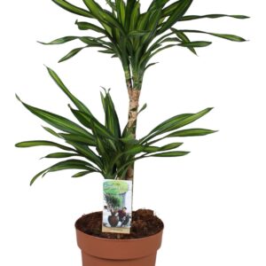 Dracaena Riki 45-15
(1 Plants/Order)(21cmP 70cmH)
