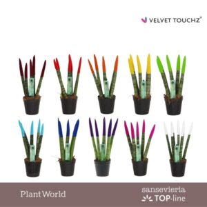 Sansevieria Cylindrica VELVET TOUCHZ® mix
(20 Plants/Order)(6cmP 18cmH)