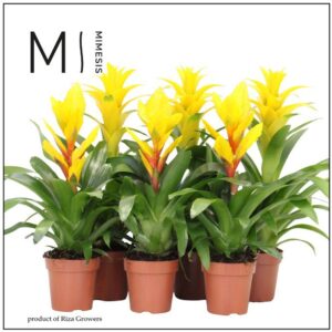 Bromelia Yellow mix 12cm Mimesis
(10 Plants/Order)(12cmP 45cmH)