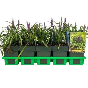 Liriope Royal Purple muscari P11
(10 Plants/Order)(11cmP 25cmH)