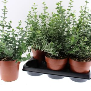 Euonymus fortunei Emerald Gaiety EuonymusFortunei Emerald Gaity
(6 Plants/Order)(15cmP 40cmH)