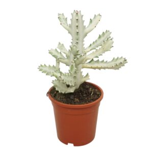 Euphorbia lactea variegata 'White ghost' 17 cm
(3 Plants/Order)(17cmP 40cmH)