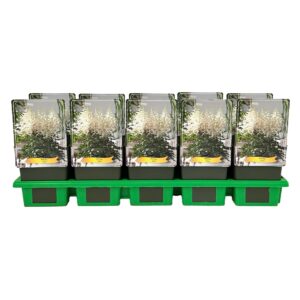 Astilbe Ellie' P11
(10 Plants/Order)(11cmP 25cmH)