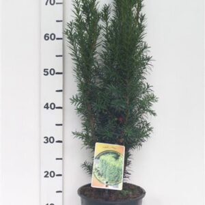 Taxus media Hicksii
(1 Plants/Order)(19cmP 85cmH)