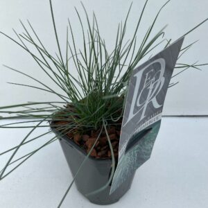 Festuca glauca Elijah Blue'
(10 Plants/Order)(13cmP 25cmH)