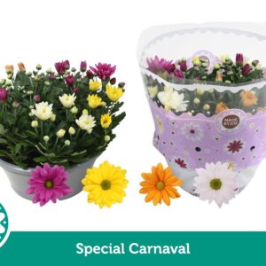 Chrysanthemum Carnaval
(17 Plants/Order)(23cmP 27cmH)