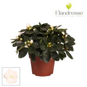 Rhododendron White Vogel Azalea Flandresse® 'wit' 17+ cm
(12 Plants/Order)(10.5cmP 17cmH)