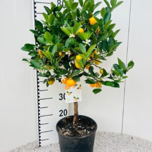 Citrofortunella x microcar Citrus Calamondin on stem
(1 Plants/Order)(21cmP 70cmH)
