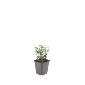 Euonymus fortunei radicans
(12 Plants/Order)(9cmP 15cmH)