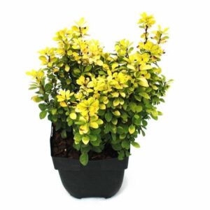 Berberis thunbergii 'Maria'® P17
(6 Plants/Order)(17cmP 45cmH)