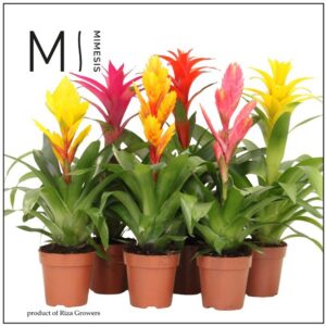 Bromelia Happy 12cm Mimesis
(10 Plants/Order)(12cmP 45cmH)
