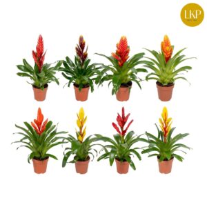 Vriesea mixed 8 Types Sensation (Met Hoes)
(10 Plants/Order)(12cmP 45cmH)