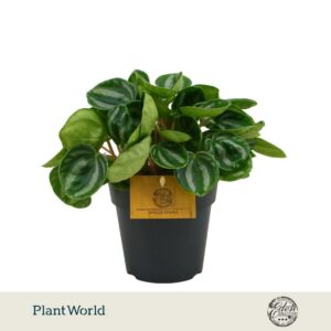 Peperomia Star fruit 12cm
(4 Plants/Order)(12cmP 20cmH)