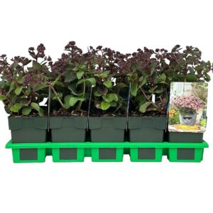 Sedum telephium Seduction Rosé Soir
(10 Plants/Order)(11cmP 25cmH)