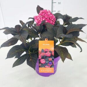 Hydrangea macrophylla other Hydrangea macr. 'Eclipse' PBR 30-40C5
(1 Plants/Order)(23cmP 50cmH)