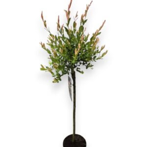 Salix integra Hakuro Nishiki 60cm stam C3/P19
(1 Plants/Order)(19cmP 120cmH)