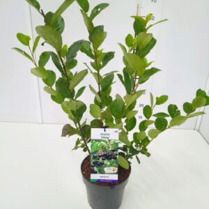 Aronia melanocarpa Aronia mel. 'Viking' 50-60C5
(1 Plants/Order)(23cmP 70cmH)