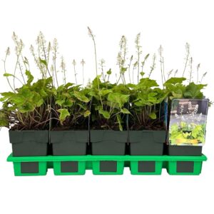 Tiarella wherryi
(10 Plants/Order)(11cmP 25cmH)