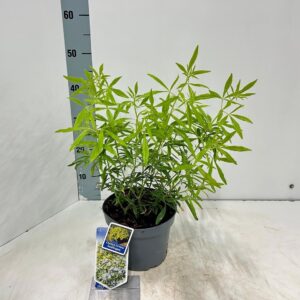 Choisya ternata Goldfingers ('Limo'PBR)
(1 Plants/Order)(19cmP 45cmH)